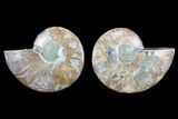 Cut & Polished Ammonite Fossil - Agatized #82305-1